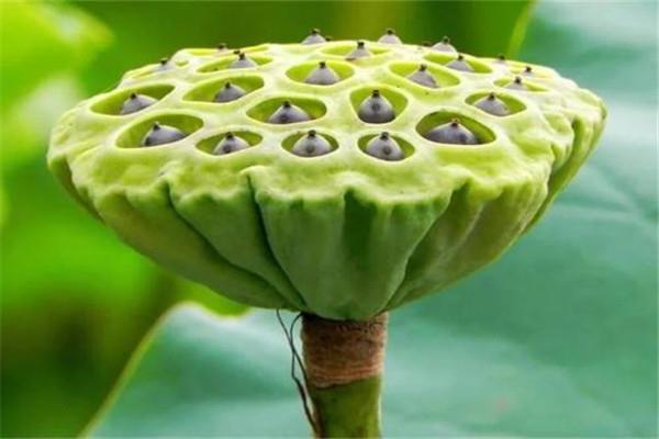 莲蓬泡水喝能减肥吗 莲蓬泡水喝怎么减肥 莲蓬泡水喝能减肥吗 莲蓬泡水喝怎么减肥