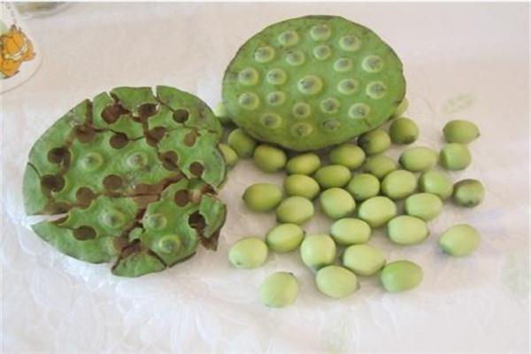 莲蓬泡水喝能减肥吗 莲蓬泡水喝怎么减肥 莲蓬泡水喝能减肥吗 莲蓬泡水喝怎么减肥