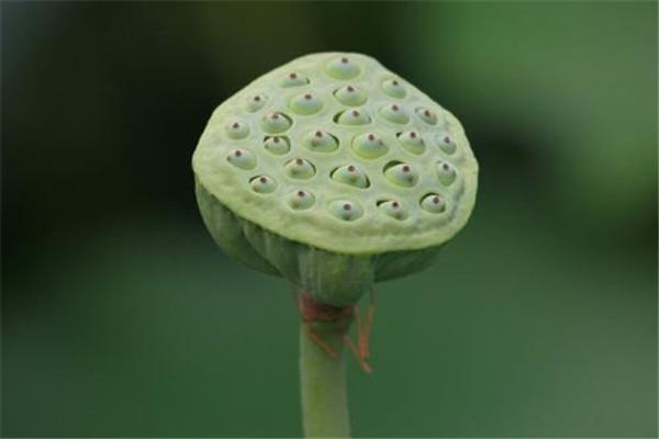 莲蓬泡水喝能减肥吗 莲蓬泡水喝怎么减肥 莲蓬泡水喝能减肥吗 莲蓬泡水喝怎么减肥