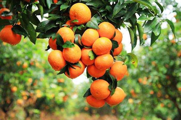 沃柑吃了会不会变黄 沃柑有什么营养价值 沃柑吃了会不会变黄 沃柑有什么营养价值