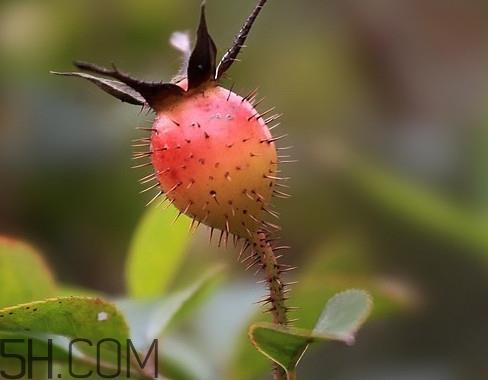 刺梨是金樱子吗？刺梨是中药吗