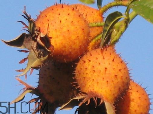 刺梨是金樱子吗？刺梨是中药吗