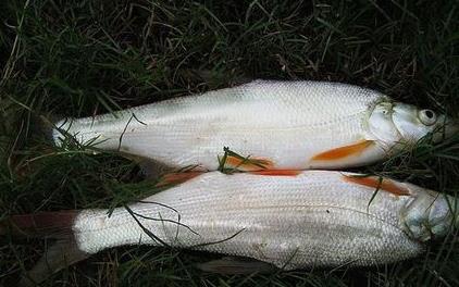 红尾鱼怎么做好吃?红尾鱼的做法大全 红尾鱼怎么做好吃?红尾鱼的做法大全