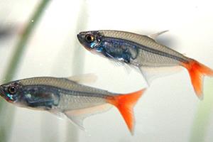 红尾鱼怎么做好吃?红尾鱼的做法大全 红尾鱼怎么做好吃?红尾鱼的做法大全