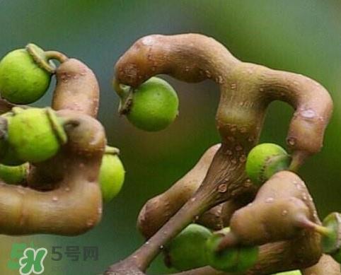 拐枣怎么泡酒？拐枣的功效与作用