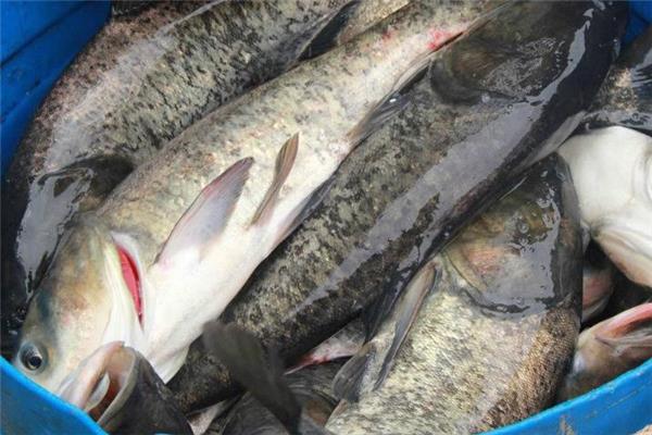 鳙鱼是什么鱼 营养美味食材