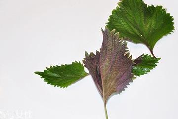 紫苏叶的食用禁忌 吃紫苏叶时要注意什么? 紫苏叶的食用禁忌 吃紫苏叶时要注意什么?