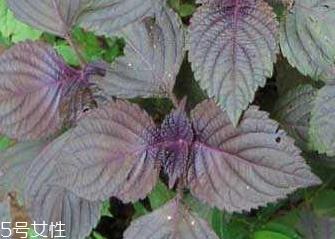 紫苏叶的食用禁忌 吃紫苏叶时要注意什么? 紫苏叶的食用禁忌 吃紫苏叶时要注意什么?