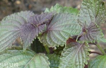 紫苏叶的食用禁忌 吃紫苏叶时要注意什么? 紫苏叶的食用禁忌 吃紫苏叶时要注意什么?