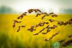 高粱米不能和什么一起吃?高粱米和什么米搭配好 高粱米不能和什么一起吃?高粱米和什么米搭配好