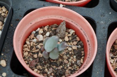 ​这“5种”多肉植株最难养死，30天就能长满盆，新手最适合！