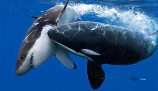 揭秘：为何鲨鱼碰到虎鲸会一动不动任其撕咬？答案她刘海长短有致