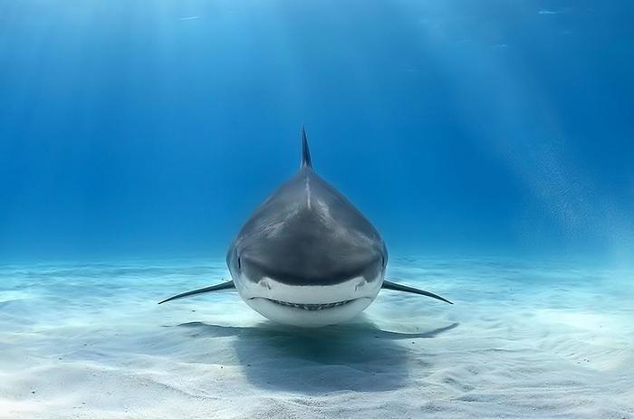 揭秘：为何鲨鱼碰到虎鲸会一动不动任其撕咬？答案她刘海长短有致