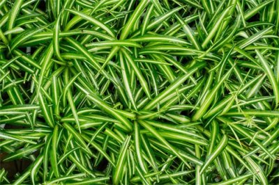 ​吊兰最爱这种“肥”，喂上几粒，黄叶干尖都没有，嫩芽突突冒！