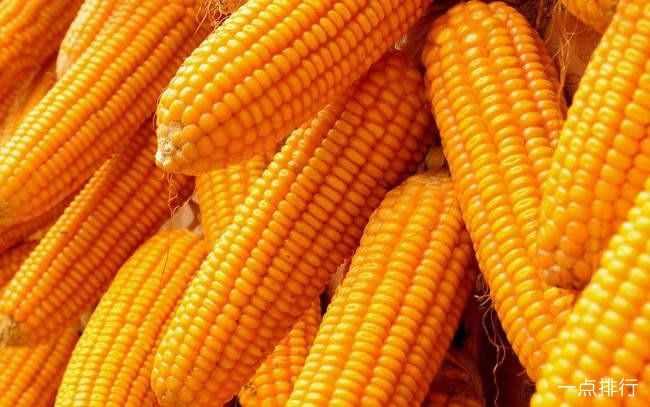 玉米