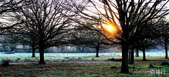 英国 里士满公园