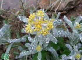 清明菜是什么菜?清明菜是艾草吗? 清明菜是什么菜?清明菜是艾草吗?