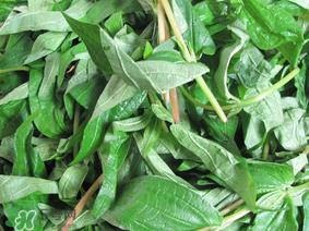 清明菜是什么菜?清明菜是艾草吗? 清明菜是什么菜?清明菜是艾草吗?