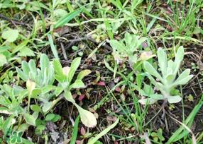 清明菜是什么菜?清明菜是艾草吗? 清明菜是什么菜?清明菜是艾草吗?