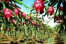 睡前吃火龙果好吗？晚上吃火龙果会胖吗？