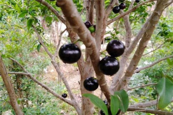 树葡萄的功效与作用 对人体好处多
