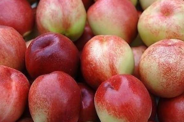 吃油桃有什么营养 油桃一天适合吃几个