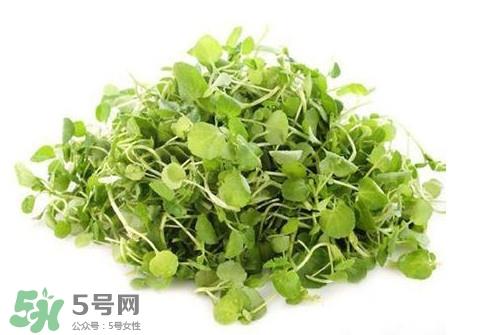 西洋菜怎么吃?西洋菜怎么做好吃 西洋菜怎么吃?西洋菜怎么做好吃