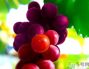 新鲜葡萄籽可以吃吗?葡萄籽有什么作用? 新鲜葡萄籽可以吃吗?葡萄籽有什么作用?