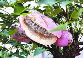 八月瓜多少钱一斤?野香蕉多少钱一斤? 八月瓜多少钱一斤?野香蕉多少钱一斤?