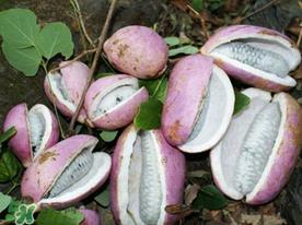 八月瓜多少钱一斤?野香蕉多少钱一斤? 八月瓜多少钱一斤?野香蕉多少钱一斤?