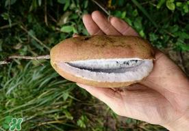 八月瓜多少钱一斤?野香蕉多少钱一斤? 八月瓜多少钱一斤?野香蕉多少钱一斤?