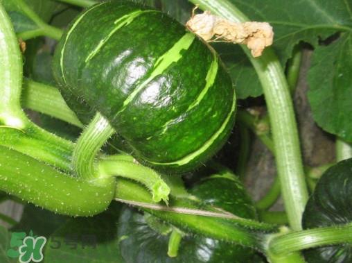 贝贝南瓜蒸多久能吃?贝贝南瓜和普通南瓜有什么区别 贝贝南瓜蒸多久能吃?贝贝南瓜和普通南瓜有什么区别