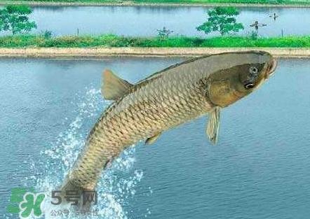 脆肉鲩多少钱一斤?脆肉鲩什么时候上市 脆肉鲩多少钱一斤?脆肉鲩什么时候上市