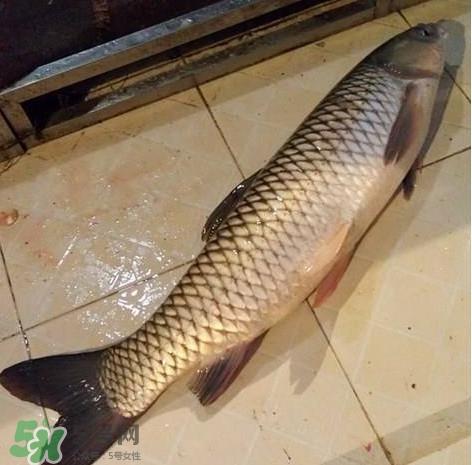 脆肉鲩多少钱一斤?脆肉鲩什么时候上市 脆肉鲩多少钱一斤?脆肉鲩什么时候上市