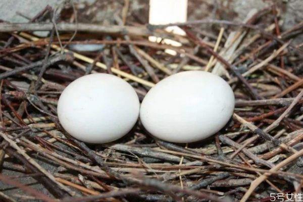 鸽子蛋适合什么人吃呢 鸽子蛋如何选购呢 鸽子蛋适合什么人吃呢 鸽子蛋如何选购呢