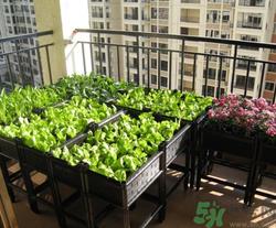 如何用A4纸种菜?A4纸种菜有毒吗 如何用A4纸种菜?A4纸种菜有毒吗