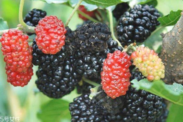 桑葚上有毛毛正常吗 桑椹每日吃多少 桑葚上有毛毛正常吗 桑椹每日吃多少