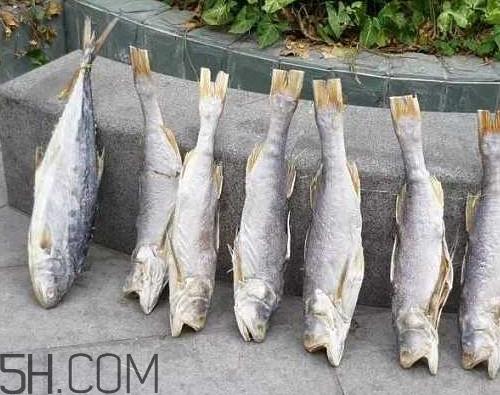 咸鱼长毛还能吃吗?怎样辨别咸鱼是否变质 咸鱼长毛还能吃吗?怎样辨别咸鱼是否变质