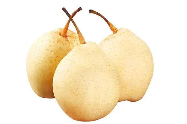 雪梨多少钱一斤 雪梨是哪里产的 雪梨多少钱一斤 雪梨是哪里产的