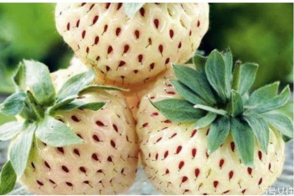 吃菠萝莓有什么好处呢 吃菠萝莓有什么注意的呢 吃菠萝莓有什么好处呢 吃菠萝莓有什么注意的呢