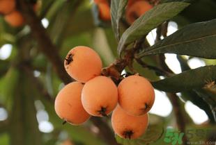 吃枇杷能止咳吗?枇杷的功效与作用 吃枇杷能止咳吗?枇杷的功效与作用