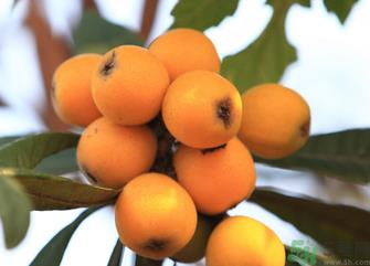 吃枇杷能止咳吗?枇杷的功效与作用 吃枇杷能止咳吗?枇杷的功效与作用