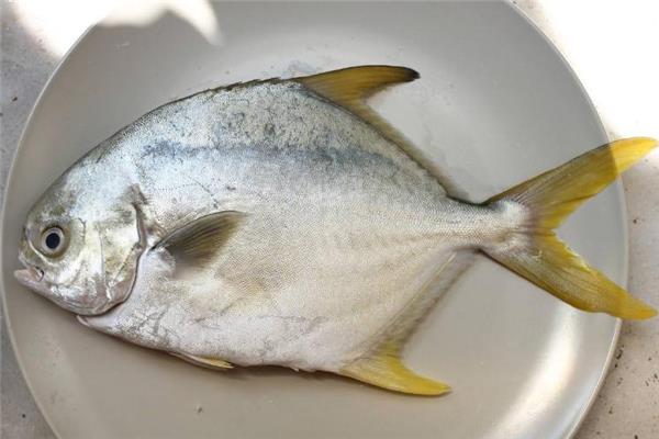 金鲳鱼多少钱一斤 金鲳鱼市场价格 金鲳鱼多少钱一斤 金鲳鱼市场价格