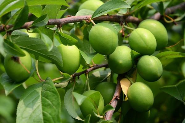 青梅怎么吃好吃 吃青梅怎样能不涩