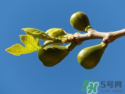 无花果叶子可以煮水喝吗?无花果叶子煮水有什么作用 无花果叶子可以煮水喝吗?无花果叶子煮水有什么作用