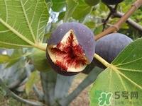 无花果叶子可以煮水喝吗?无花果叶子煮水有什么作用 无花果叶子可以煮水喝吗?无花果叶子煮水有什么作用