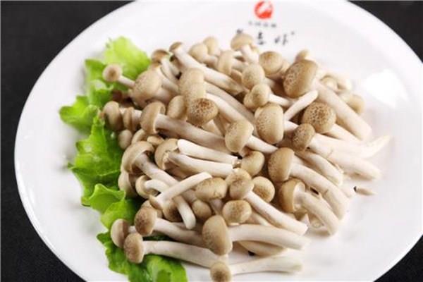 蟹味菇是什么样子 怎么挑选蟹味菇 蟹味菇是什么样子 怎么挑选蟹味菇