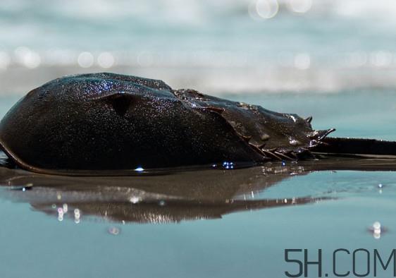 中华鲎可以养殖吗?中华鲎怎么养 中华鲎可以养殖吗?中华鲎怎么养