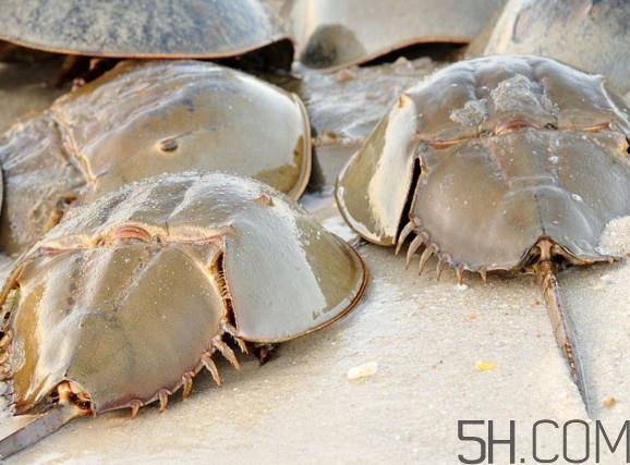 中华鲎可以养殖吗?中华鲎怎么养 中华鲎可以养殖吗?中华鲎怎么养