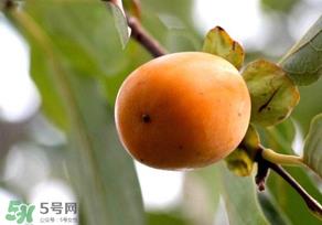 柿子为什么会涩？柿子怎么吃不涩？